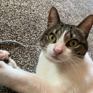 Meet your Posher, Jaxon